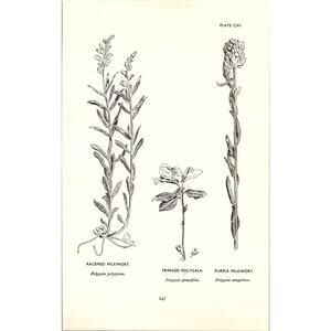 Racemed Milkwort Fringed Polygala Purple Milkwort 1963 Wildflower Engraving SI14